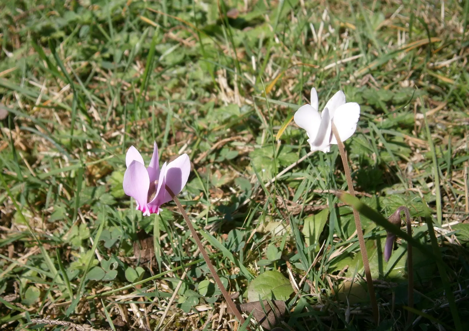 Hardy Cyclamen (Cyclamen Hederifolium) — with their deep green and silver-marbled patterns; pink flowers in the garden