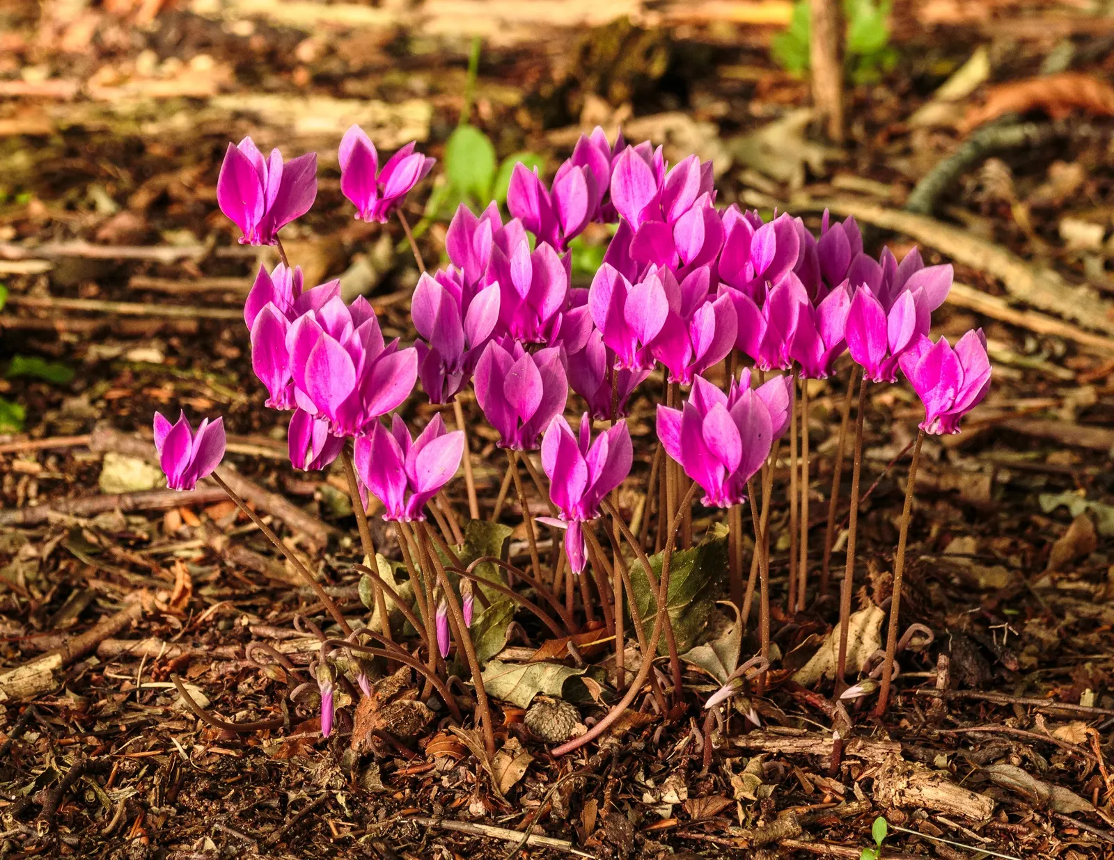 Hardy Cyclamen (Cyclamen Hederifolium) — the plant goes dormant in the summer; scientifically named Cyclamen hederifolium