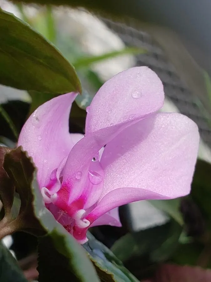 Hardy Cyclamen (Cyclamen Hederifolium) — With a modest spread of 6-12 inches; heart-shaped foliage rises to about 6-9 inches, image 65