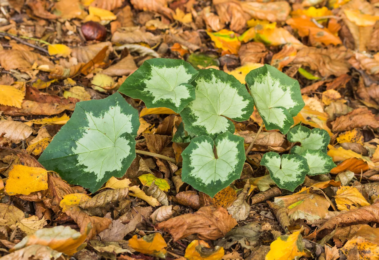 Hardy Cyclamen (Cyclamen Hederifolium) — pink flowers in the garden