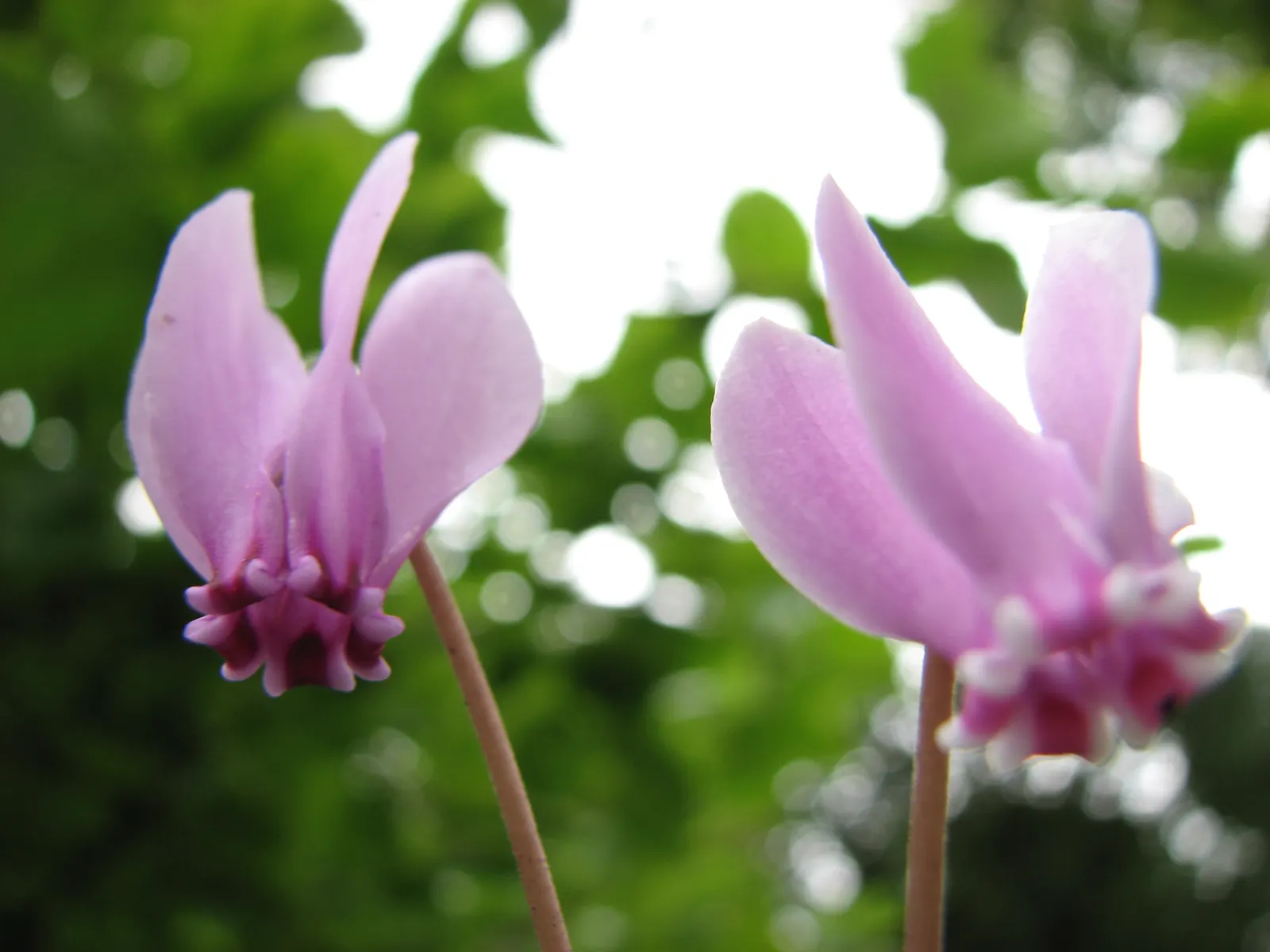 Hardy Cyclamen (Cyclamen Hederifolium) — the Hardy Cyclamen thrives in well-drained soil and once established; resembling a flock of hovering butterflies
