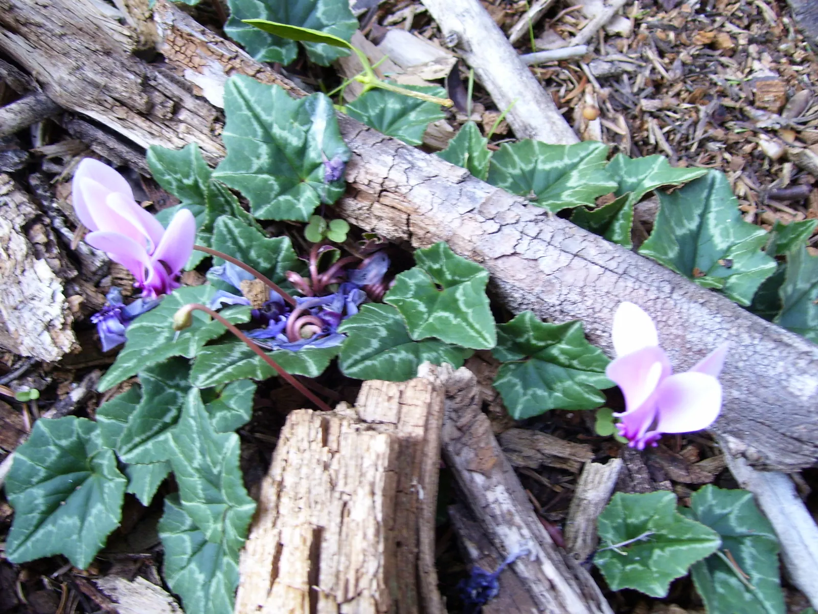 Hardy Cyclamen (Cyclamen Hederifolium) — offering lasting aesthetic appeal year after year