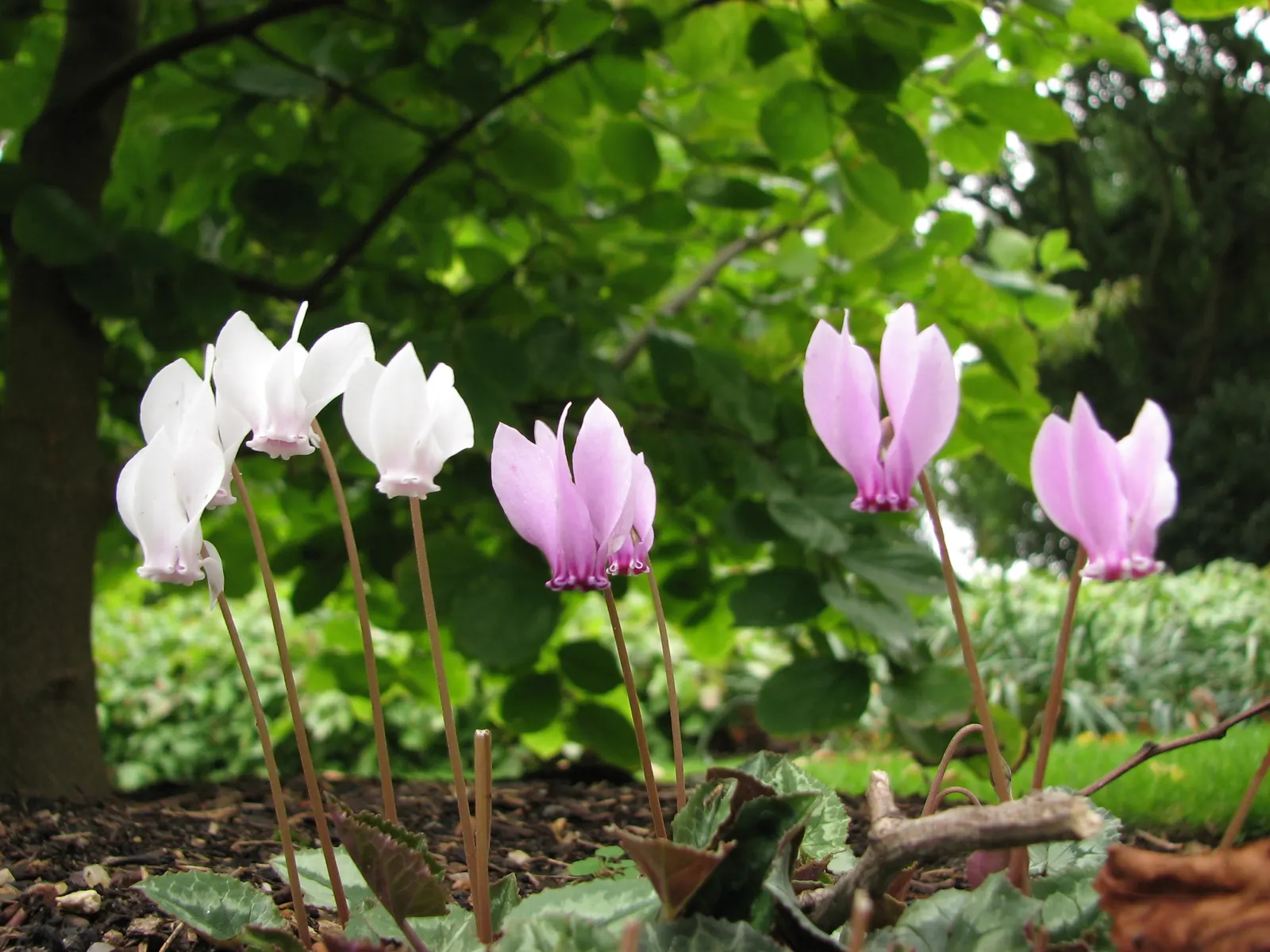 Hardy Cyclamen (Cyclamen Hederifolium) — with striking pink blossoms emerging late summer through fall; making it a perfect candidate for ground cover