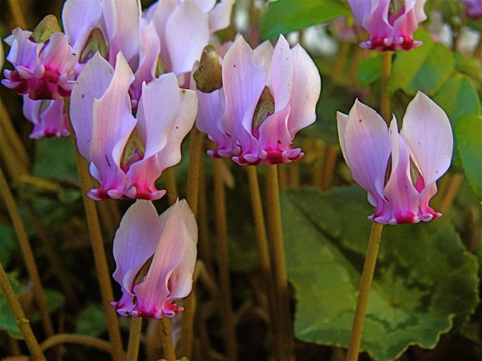 Hardy Cyclamen (Cyclamen Hederifolium) — hence the epithet 'hederifolium'