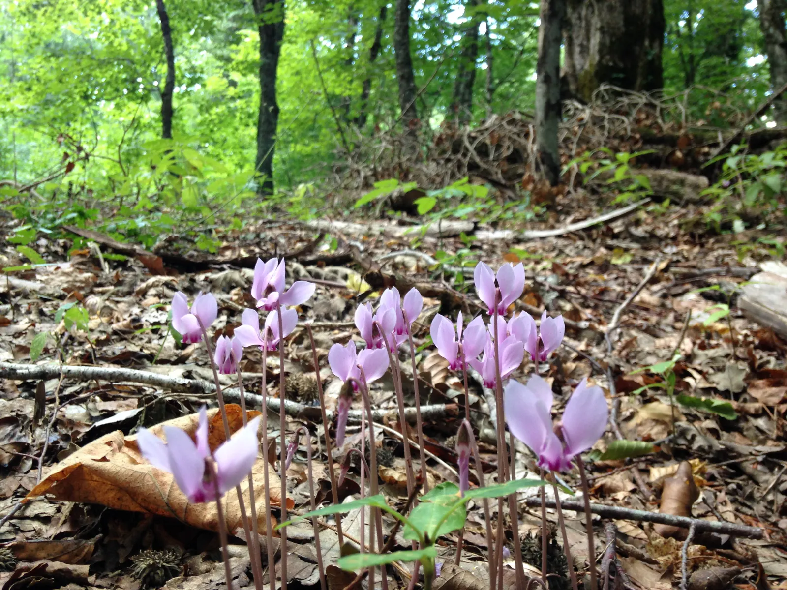 Hardy Cyclamen (Cyclamen Hederifolium) — The charming blooms and foliage add subtle elegance to dappled shade gardens; upswept pink to white petals with a