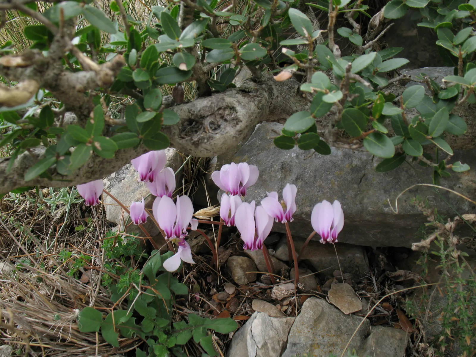 Hardy Cyclamen (Cyclamen Hederifolium) — it's perfect for understory plantings and naturalizing in woodland settings