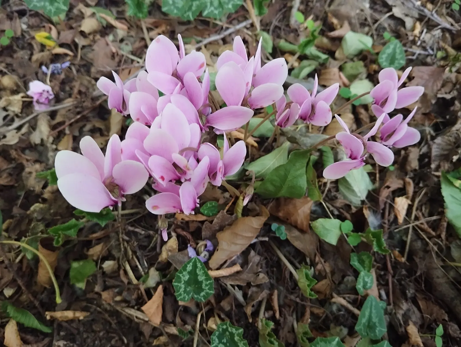 Hardy Cyclamen (Cyclamen Hederifolium) — emerge in late summer to early fall; with a modest spread of 6-12 inches
