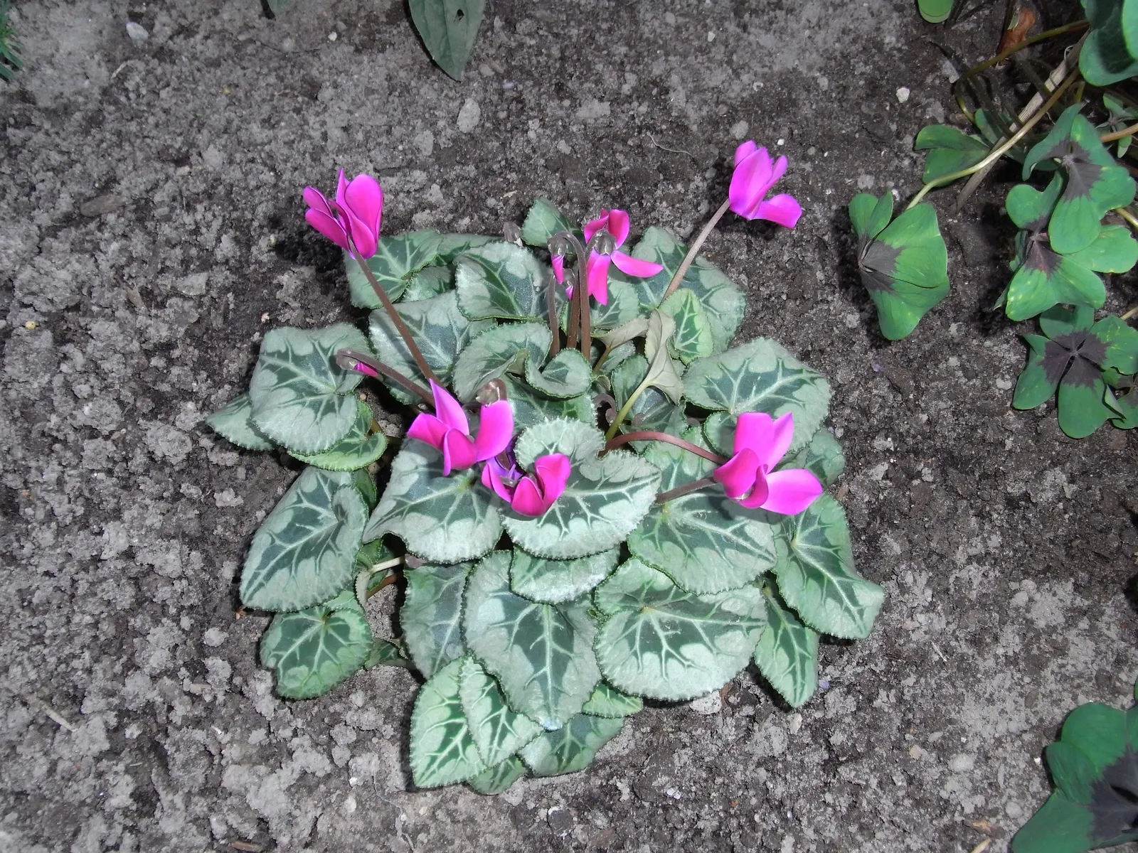 Hardy Cyclamen (Cyclamen Hederifolium) — the Hardy Cyclamen thrives in well-drained soil and once established