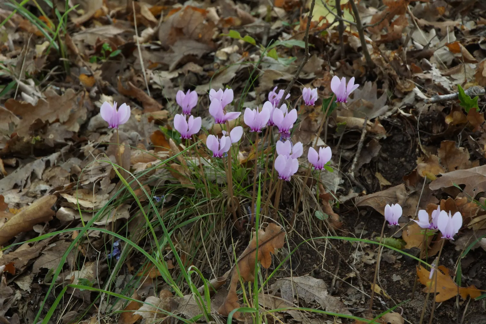 Hardy Cyclamen (Cyclamen Hederifolium) — Frost hardy down to USDA zone 5, they can survive brief periods of cold, down to -20&deg;F