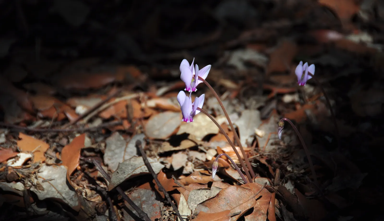 Hardy Cyclamen (Cyclamen Hederifolium) — with striking pink blossoms emerging late summer through fall