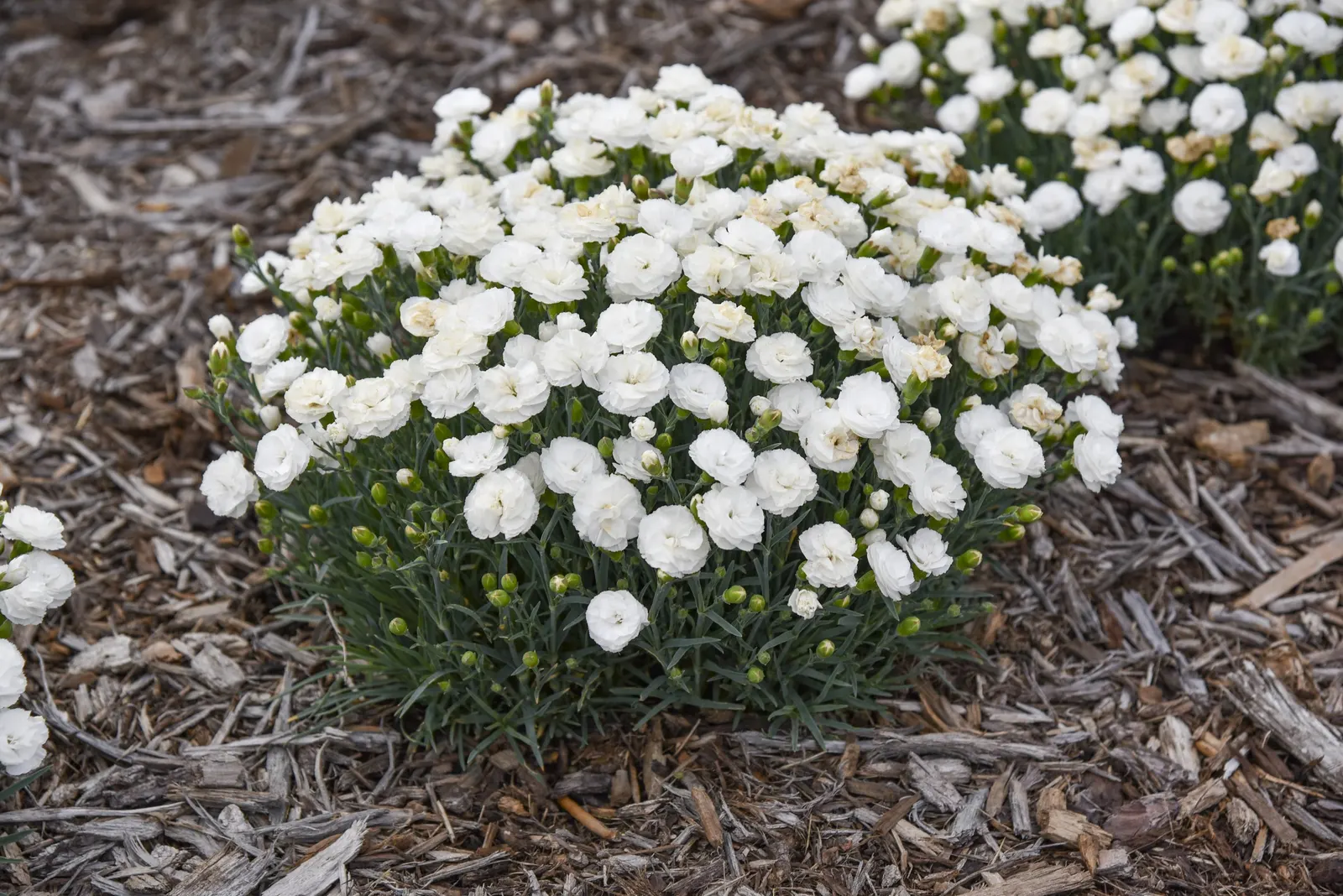 'Whipped Cream' Pinks (Dianthus hybrid) — The Dianthus hybrid 'Whipped Cream' is a compact perennial pink with pure white