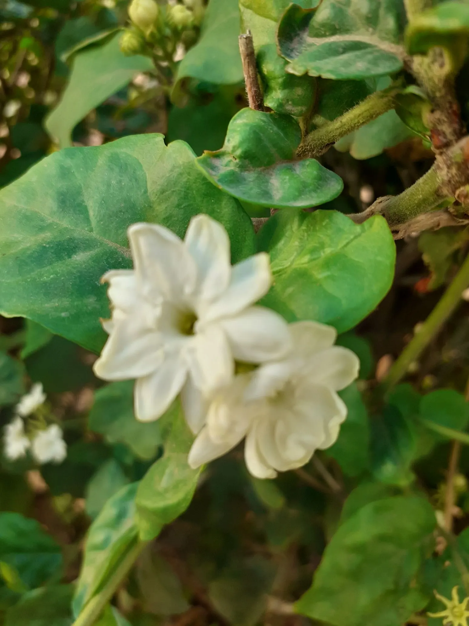 Poet's Jasmine (Jasminum Grandiflora) — white flowers in the garden; providing a blend of aesthetic and sensory delight