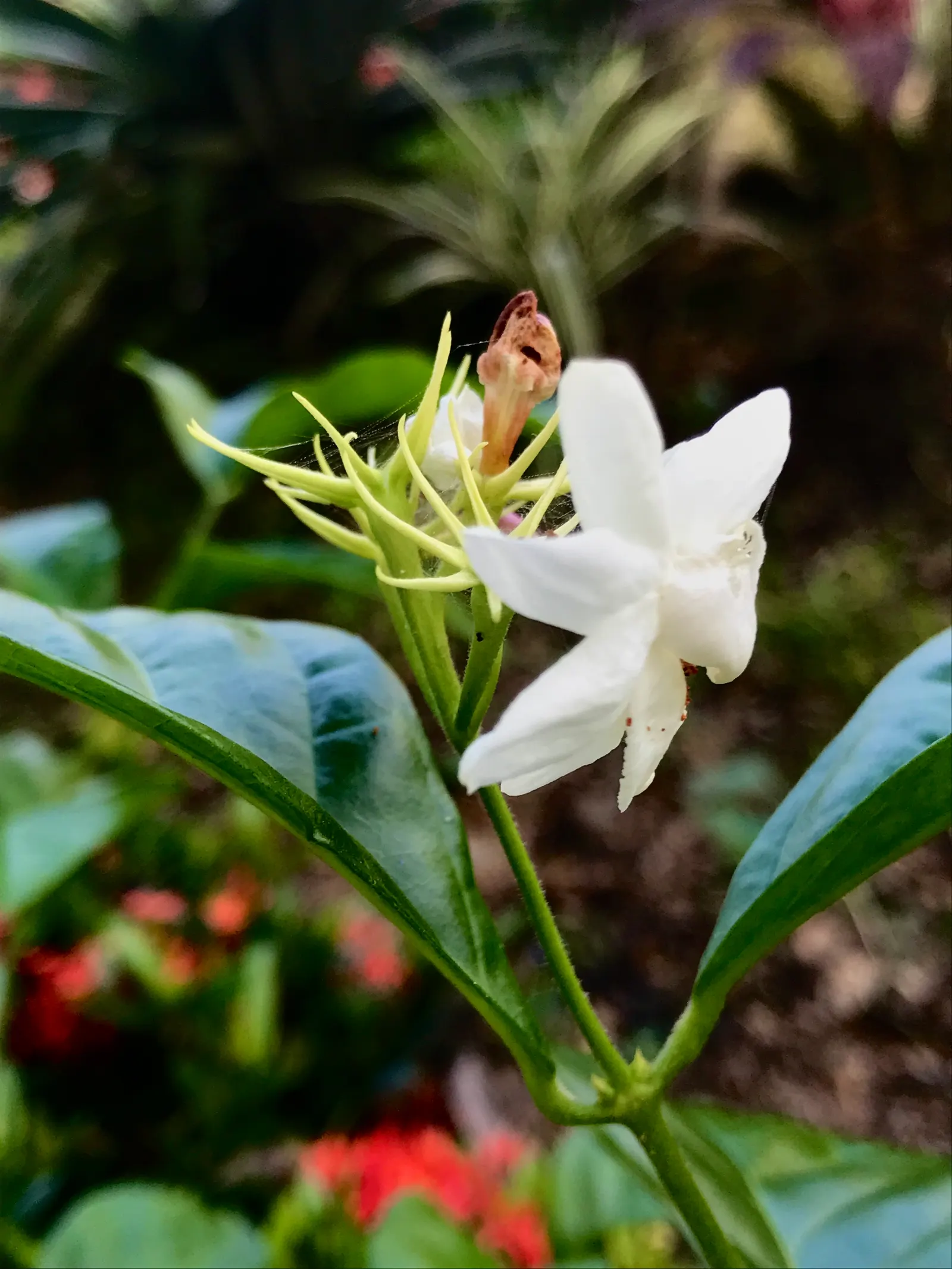 Poet's Jasmine (Jasminum Grandiflora) — white flowers in the garden; providing a blend of aesthetic and sensory delight, image 73