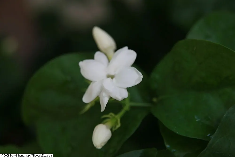 Poet's Jasmine (Jasminum Grandiflora) — which can be up to 1 inch in diameter