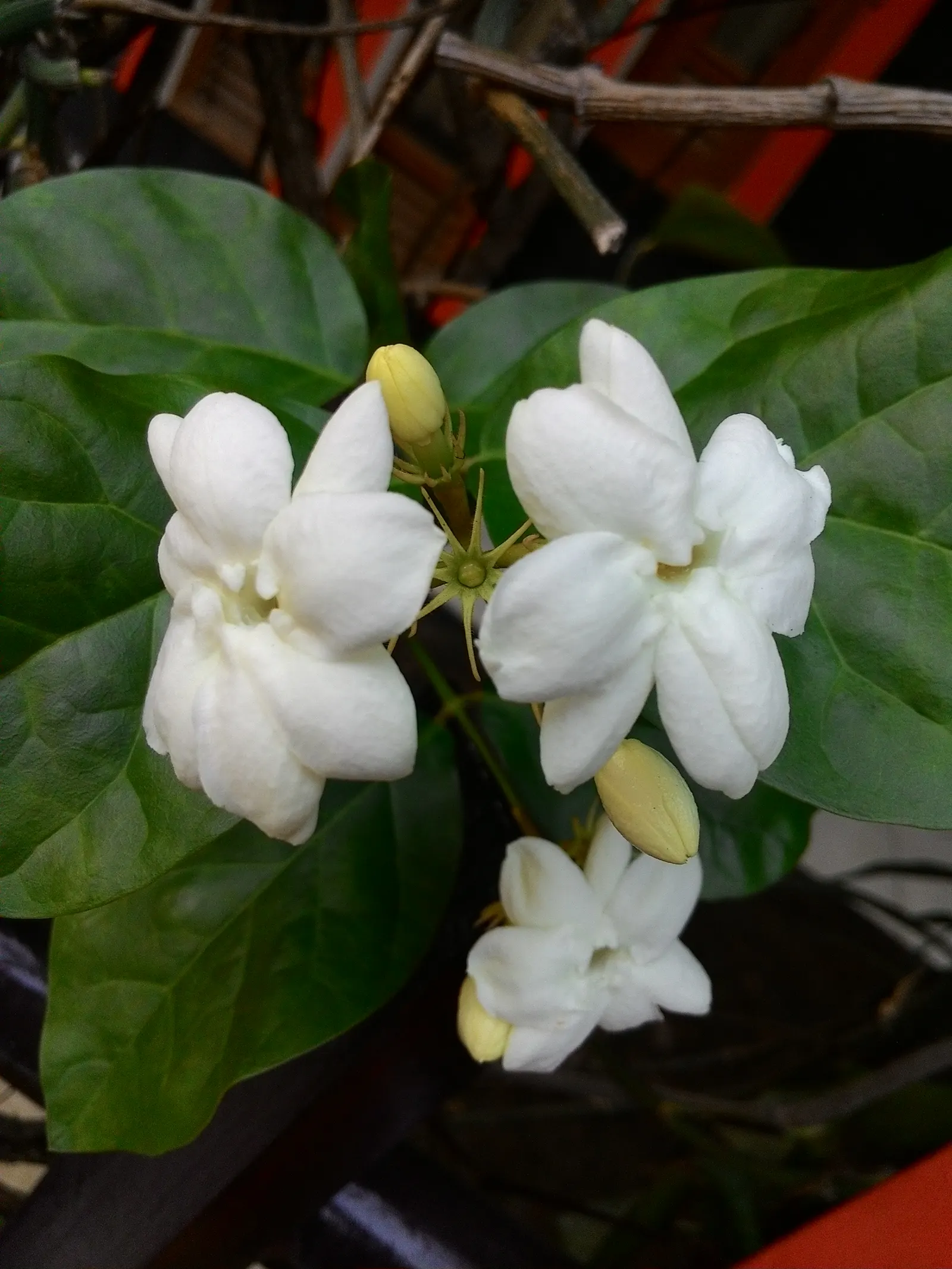 Poet's Jasmine (Jasminum Grandiflora) — requiring regular watering; this timeless climbing shrub is known for its prodigious and fragrant flowers, image 66