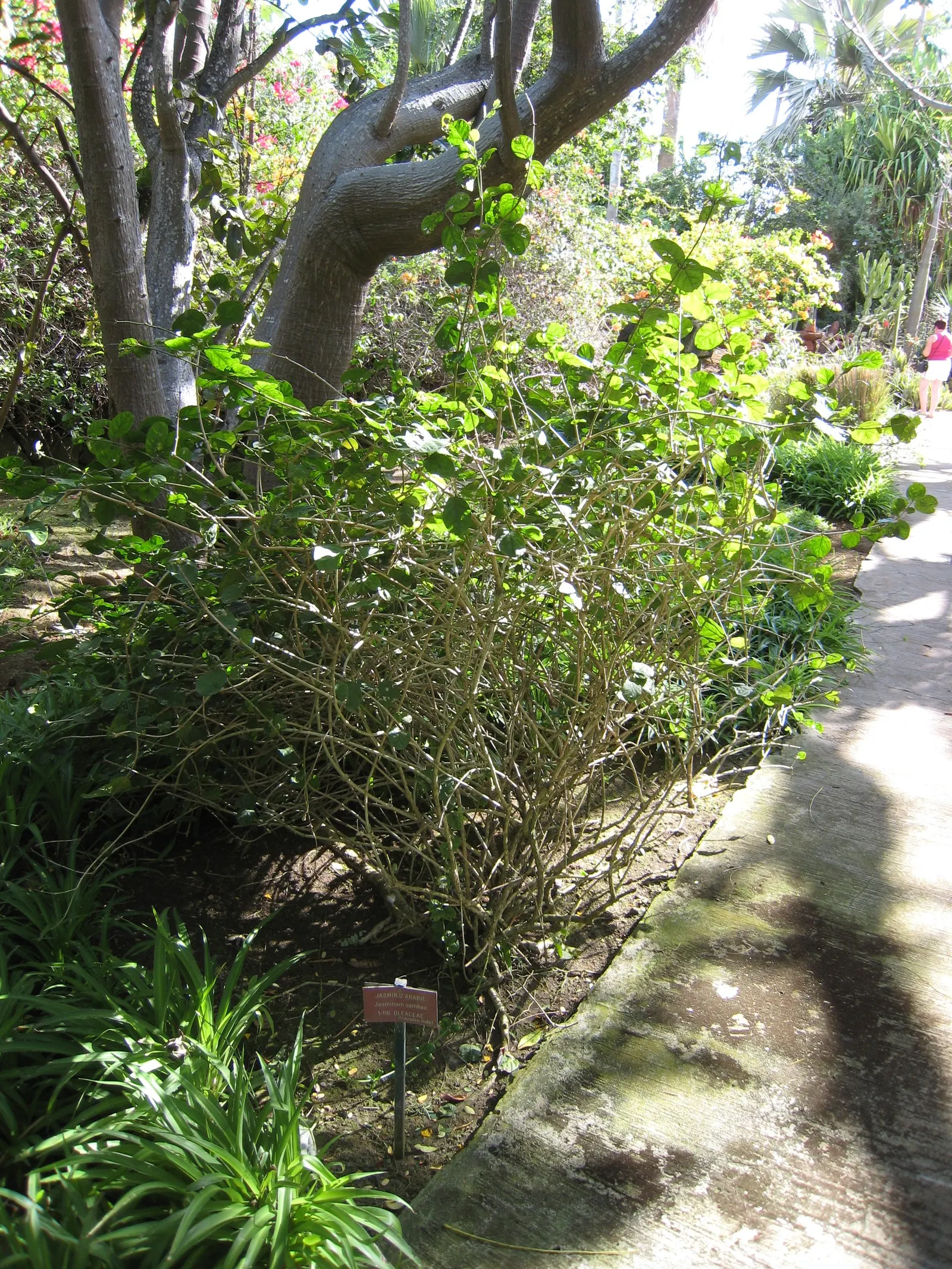 Poet's Jasmine (Jasminum Grandiflora) — with a spread equally impressive; especially during dry spells, image 85