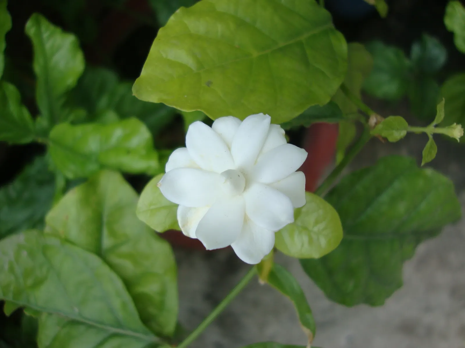 Poet's Jasmine (Jasminum Grandiflora) — These star-shaped blossoms burst forth from late spring through the fall; or as an alluring border that, image 64