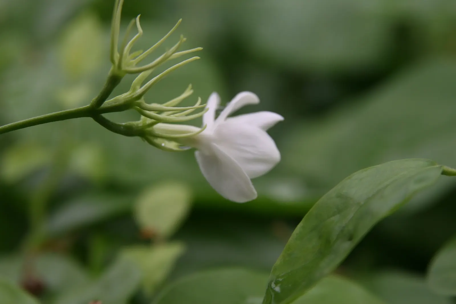Poet's Jasmine (Jasminum Grandiflora) — It flourishes when planted in rich