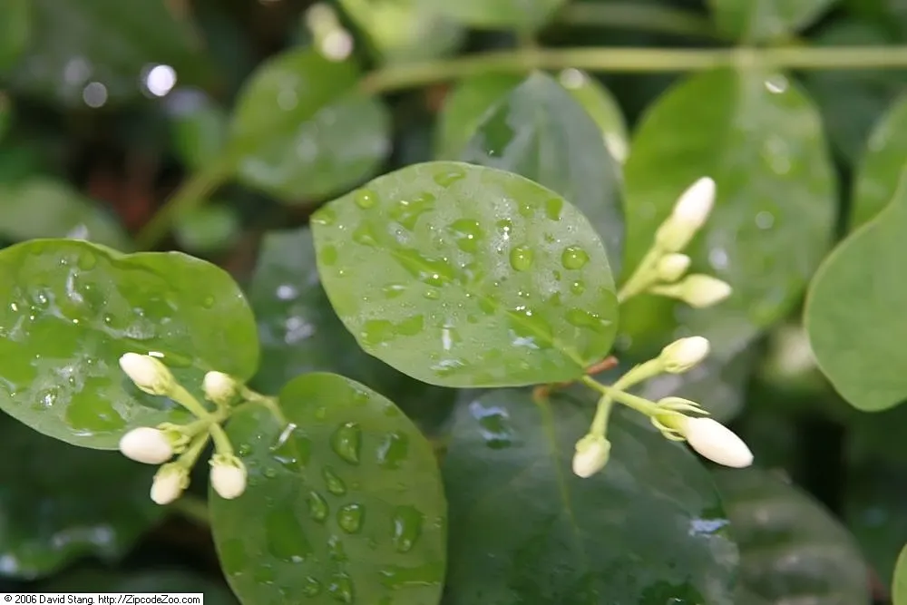 Poet's Jasmine (Jasminum Grandiflora) — especially during dry spells
