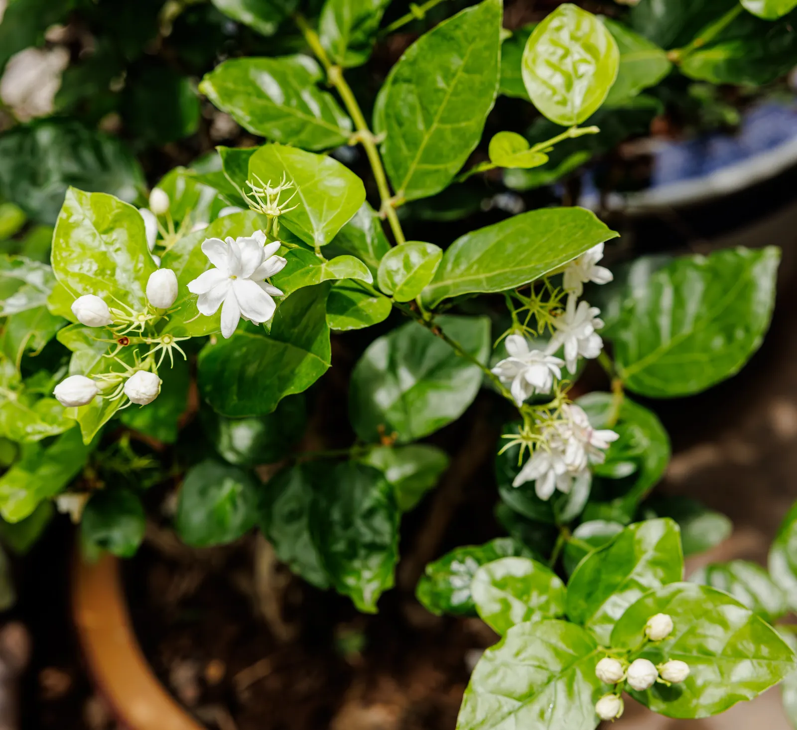 Poet's Jasmine (Jasminum Grandiflora) — to maintain its lush appearance; white flowers in the garden, image 68