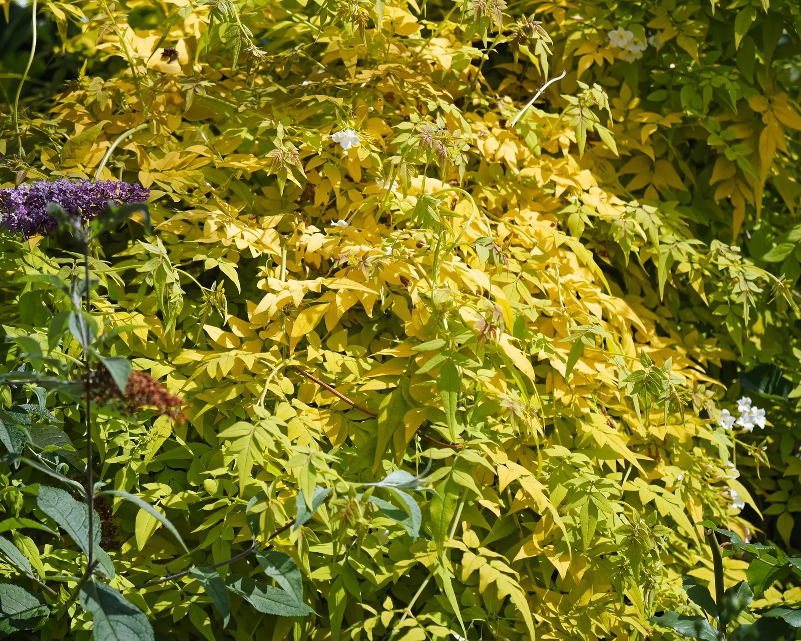 Poet's Jasmine (Jasminum Grandiflora) — Poet's Jasmine thrives in USDA hardiness zones 8 through 10, favoring full sun to light shade; vine with, image 61