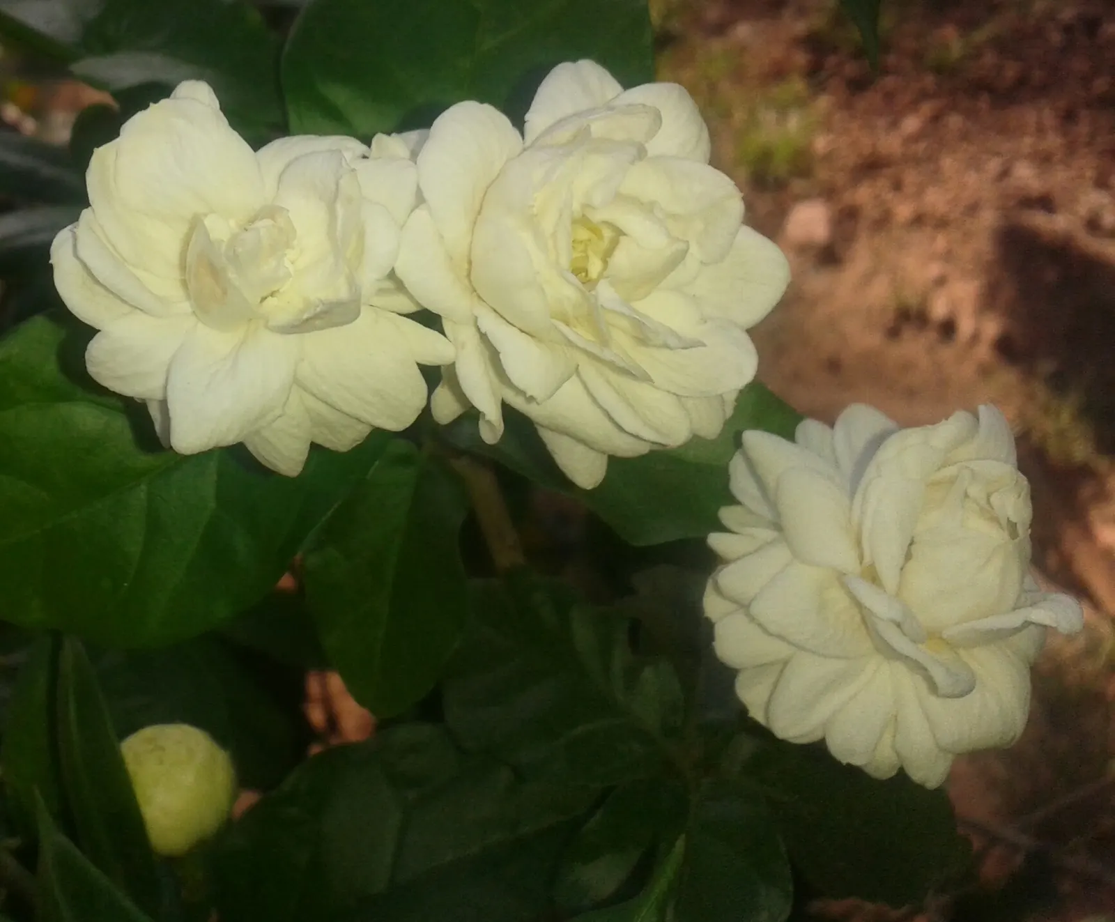 Poet's Jasmine (Jasminum Grandiflora) — to maintain its lush appearance; white flowers in the garden