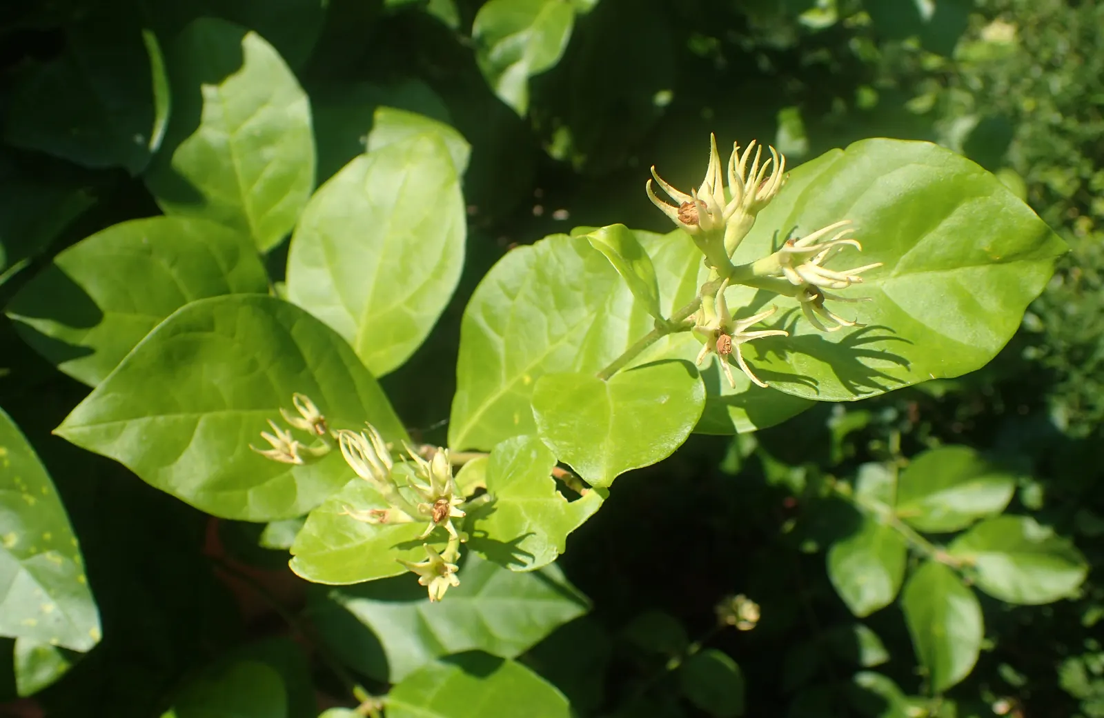 Poet's Jasmine (Jasminum Grandiflora) — scientifically named Jasminum grandiflora