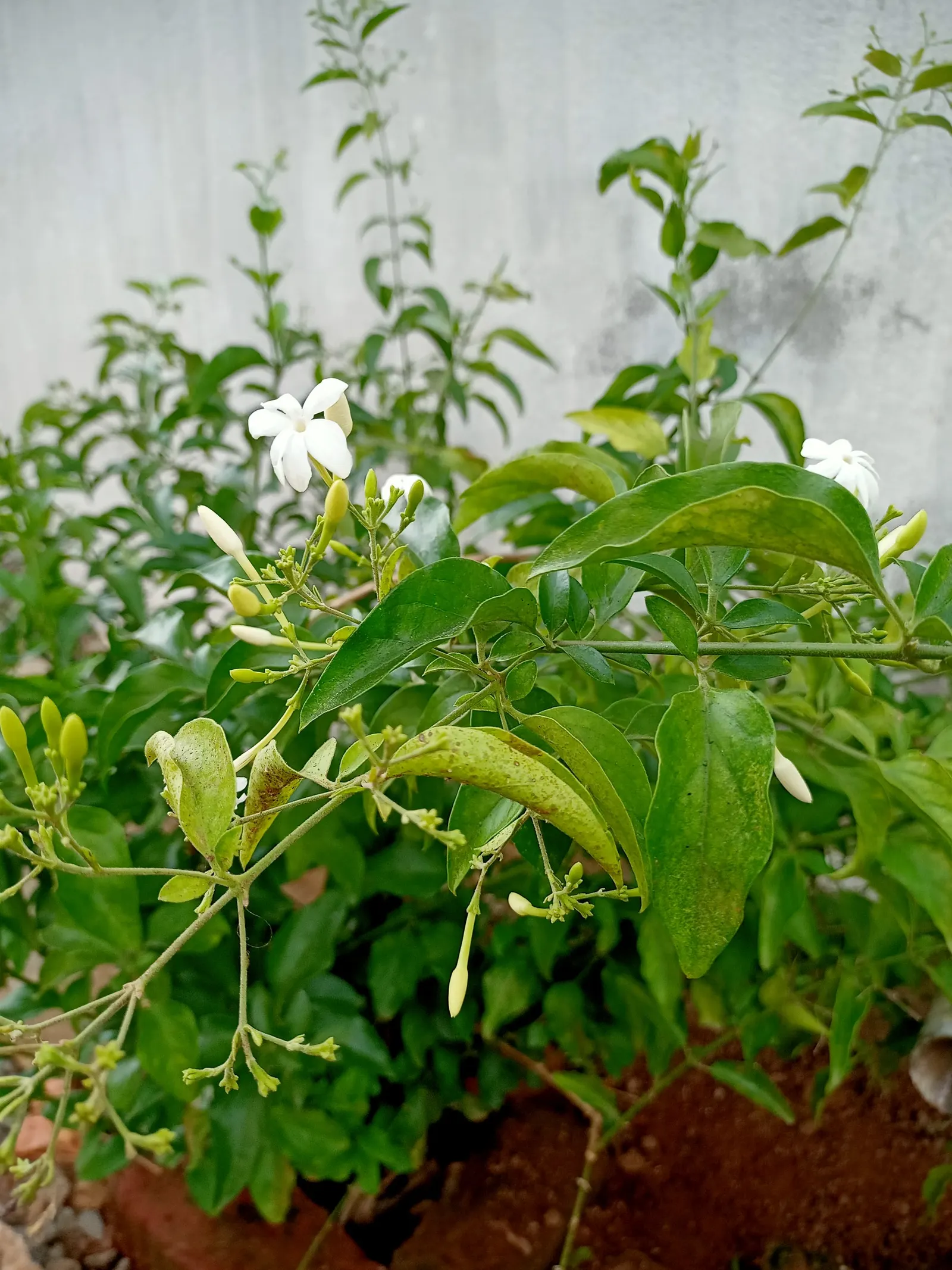 Poet's Jasmine (Jasminum Grandiflora) — which bloom profusely in summer-fall; poet's Jasmine thrives in USDA hardiness zones 8 through 10, favoring, image 52