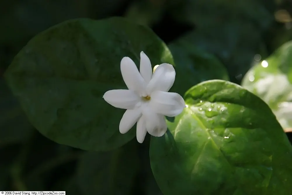 Poet's Jasmine (Jasminum Grandiflora) — requiring regular watering; this timeless climbing shrub is known for its prodigious and fragrant flowers, image 91