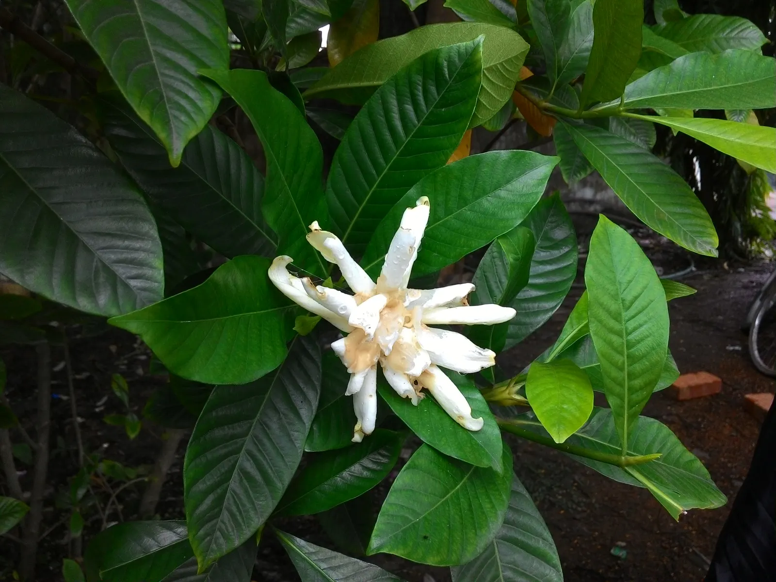 Poet's Jasmine (Jasminum Grandiflora) — or as an alluring border that invites guests to pause and admire; it flourishes when planted in rich