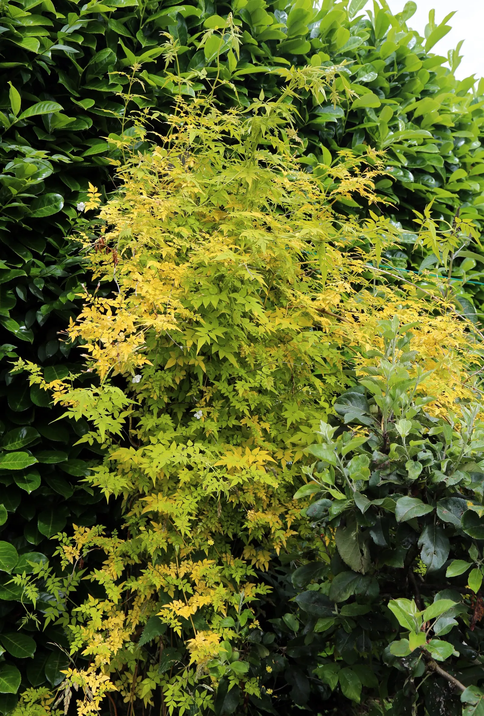 Poet's Jasmine (Jasminum Grandiflora) — It flourishes when planted in rich; scientifically named Jasminum grandiflora, image 62