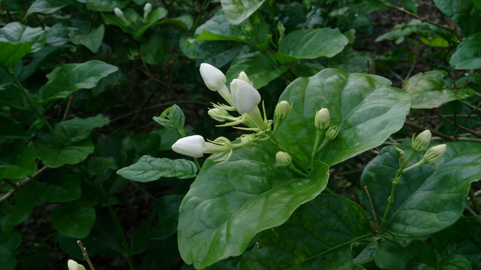 Poet's Jasmine (Jasminum Grandiflora) — Poet's Jasmine (Jasminum grandiflorum) is a fast-growing, twining vine reaching heights of 10-15 ft; it, image 51