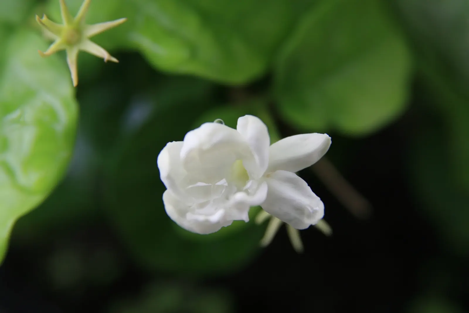 Poet's Jasmine (Jasminum Grandiflora) — This timeless climbing shrub is known for its prodigious and fragrant flowers; with a spread equally, image 84