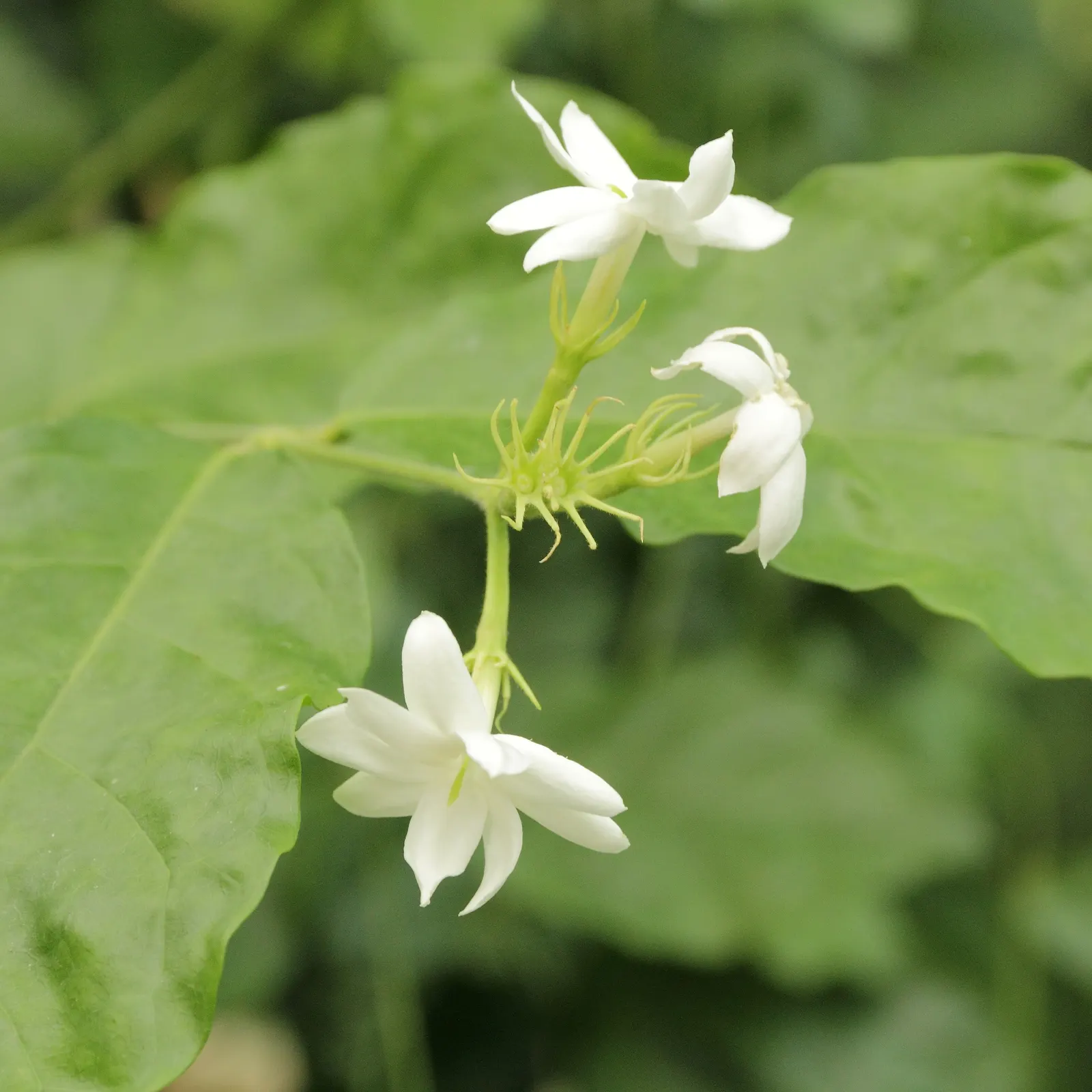 Poet's Jasmine (Jasminum Grandiflora) — This timeless climbing shrub is known for its prodigious and fragrant flowers; with a spread equally, image 59