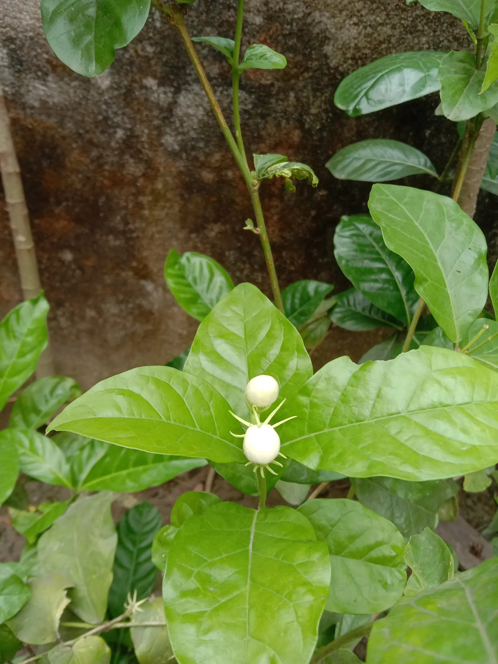 Poet's Jasmine (Jasminum Grandiflora) — especially during dry spells; requiring regular watering, image 67