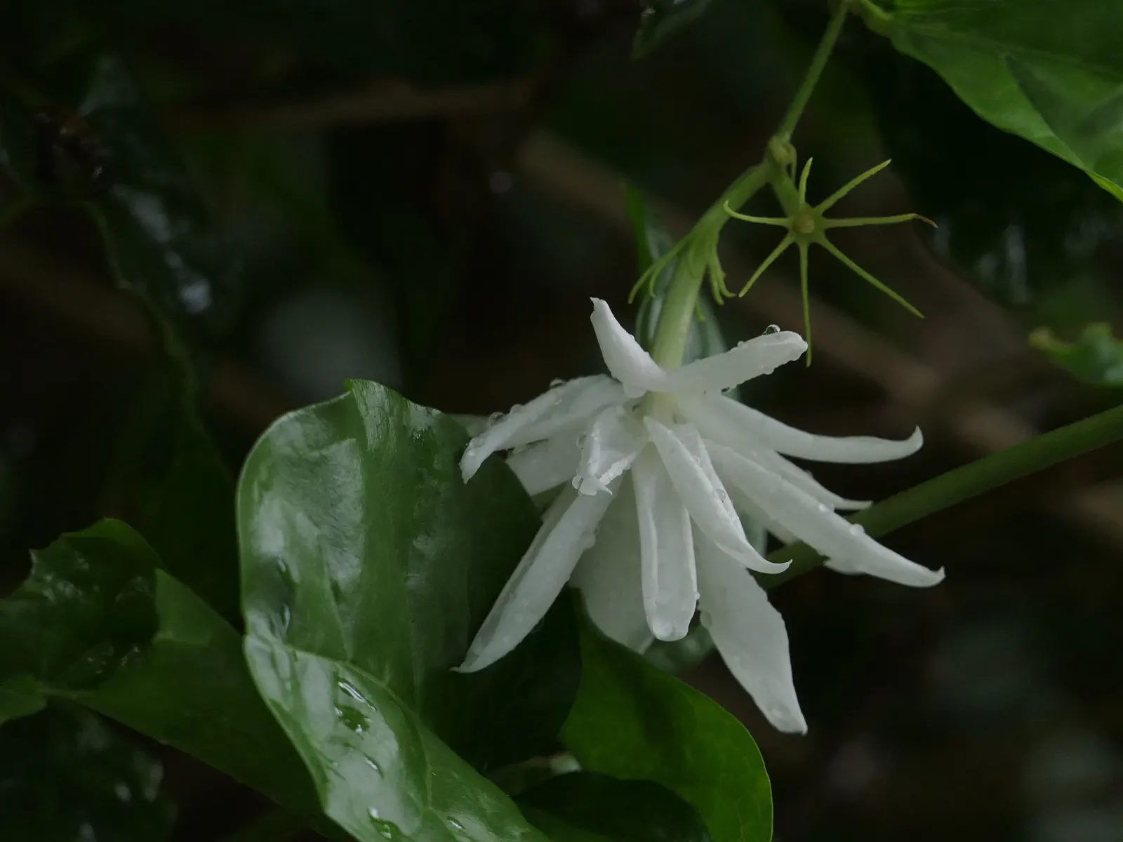 Poet's Jasmine (Jasminum Grandiflora) — is a cherished addition to any garden
