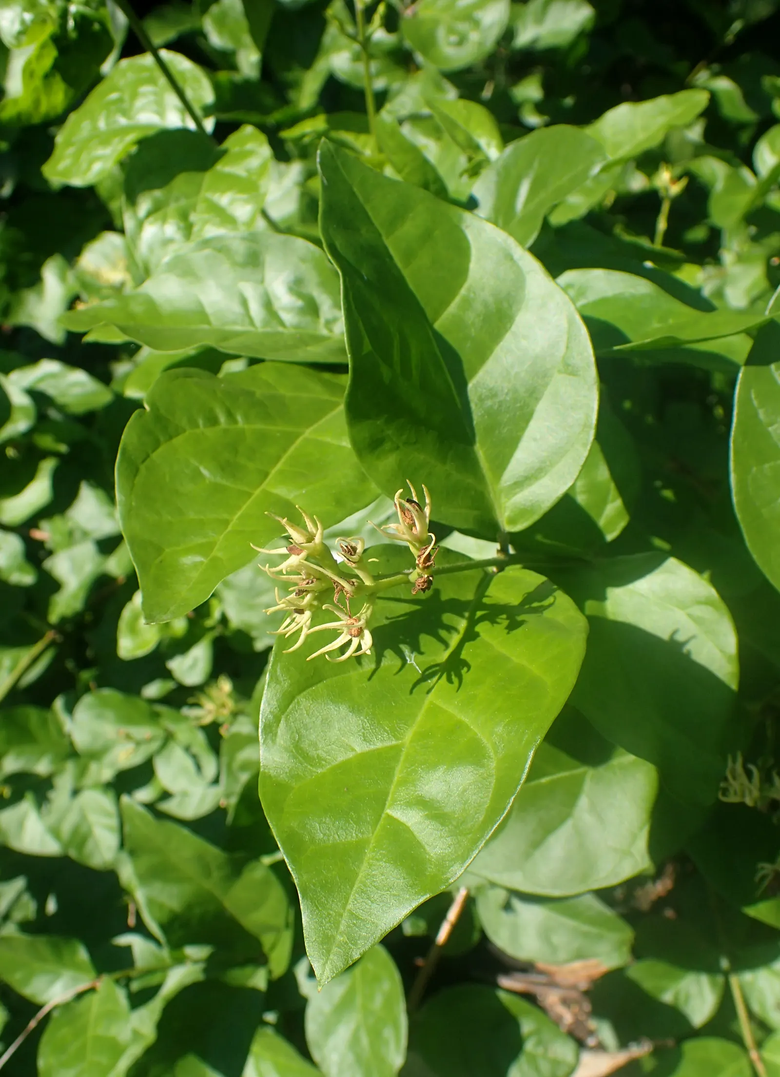Poet's Jasmine (Jasminum Grandiflora) — is a cherished addition to any garden; with its intoxicating scent and captivating blossoms, image 82
