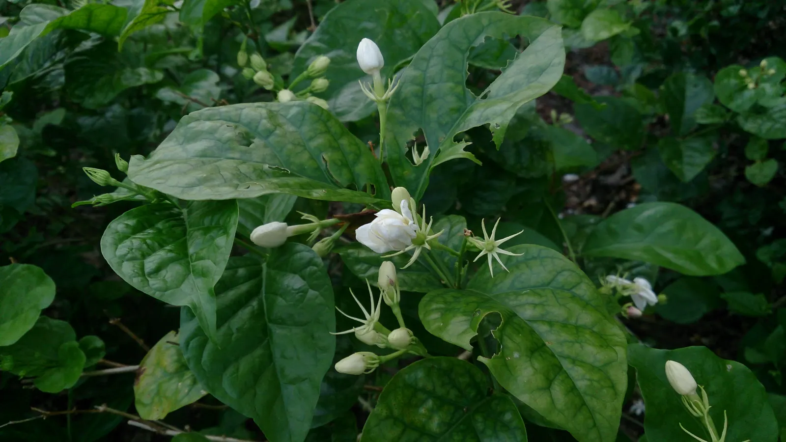 Poet's Jasmine (Jasminum Grandiflora) — vine for full or half or shade; it promises to be a standout feature in any client's landscape, image 75