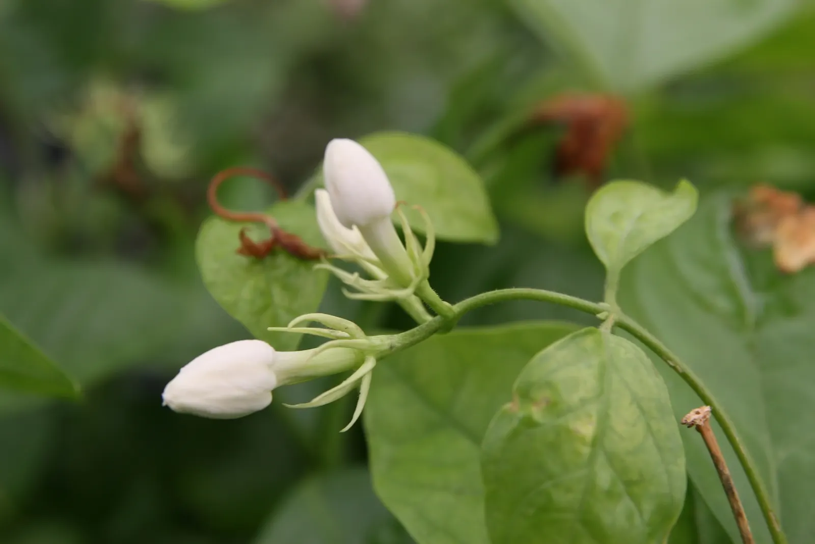 Poet's Jasmine (Jasminum Grandiflora) — or as an alluring border that invites guests to pause and admire