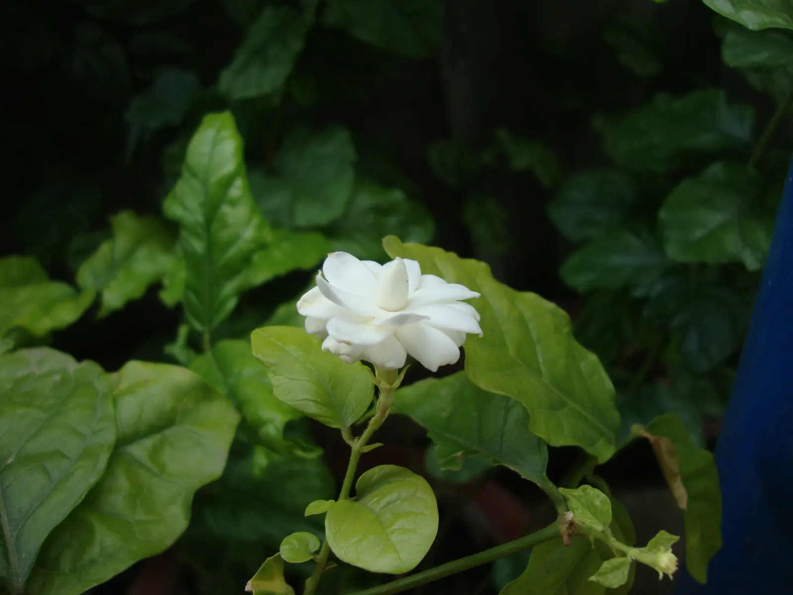 Poet's Jasmine (Jasminum Grandiflora) — or as an alluring border that invites guests to pause and admire; it flourishes when planted in rich, image 95