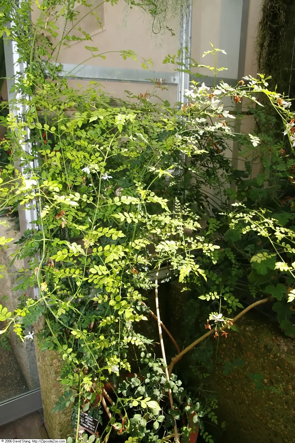 Poet's Jasmine (Jasminum Grandiflora) — producing an intense perfume that intensifies at night
