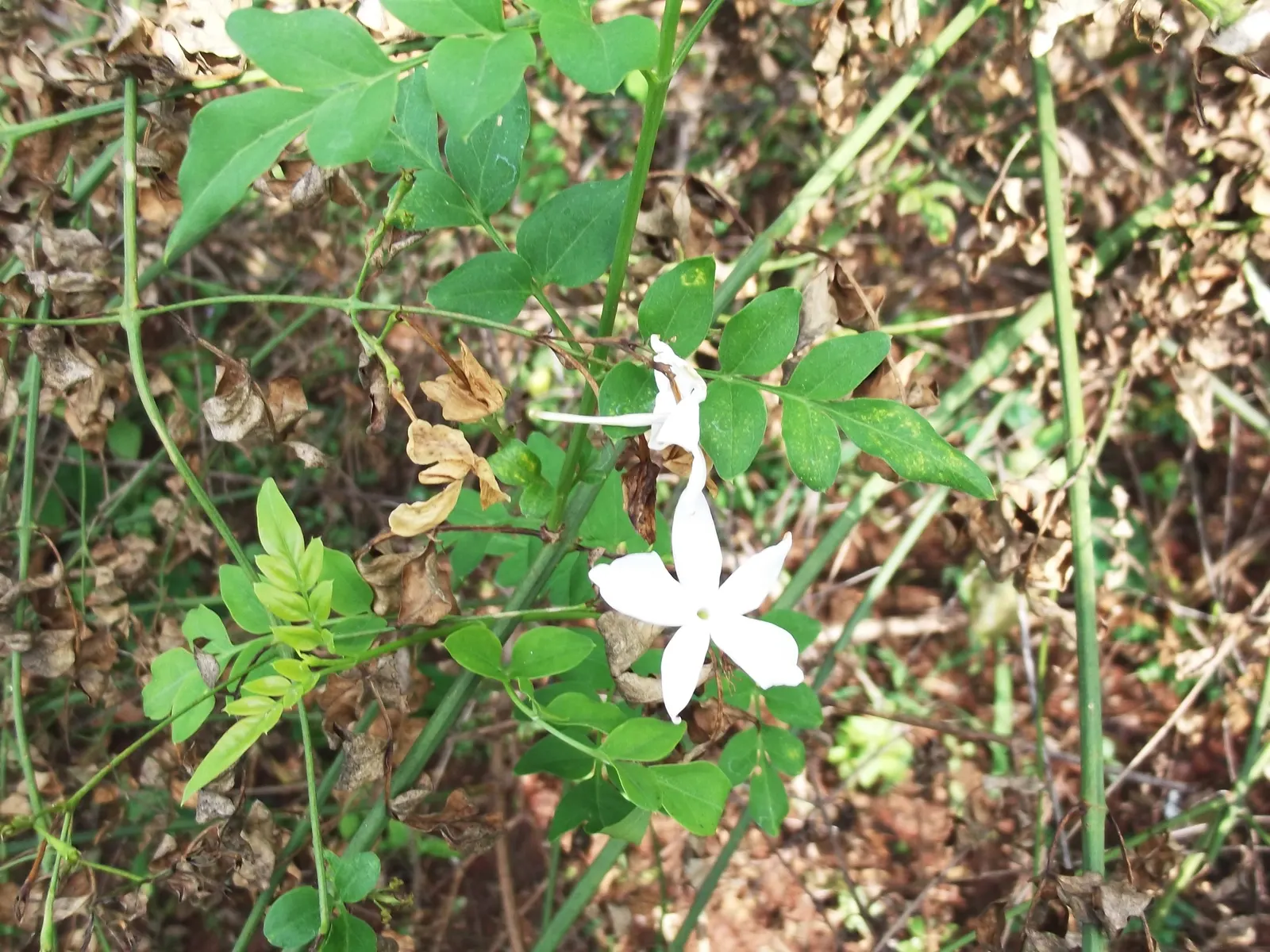 Poet's Jasmine (Jasminum Grandiflora) — which can be up to 1 inch in diameter, image 88