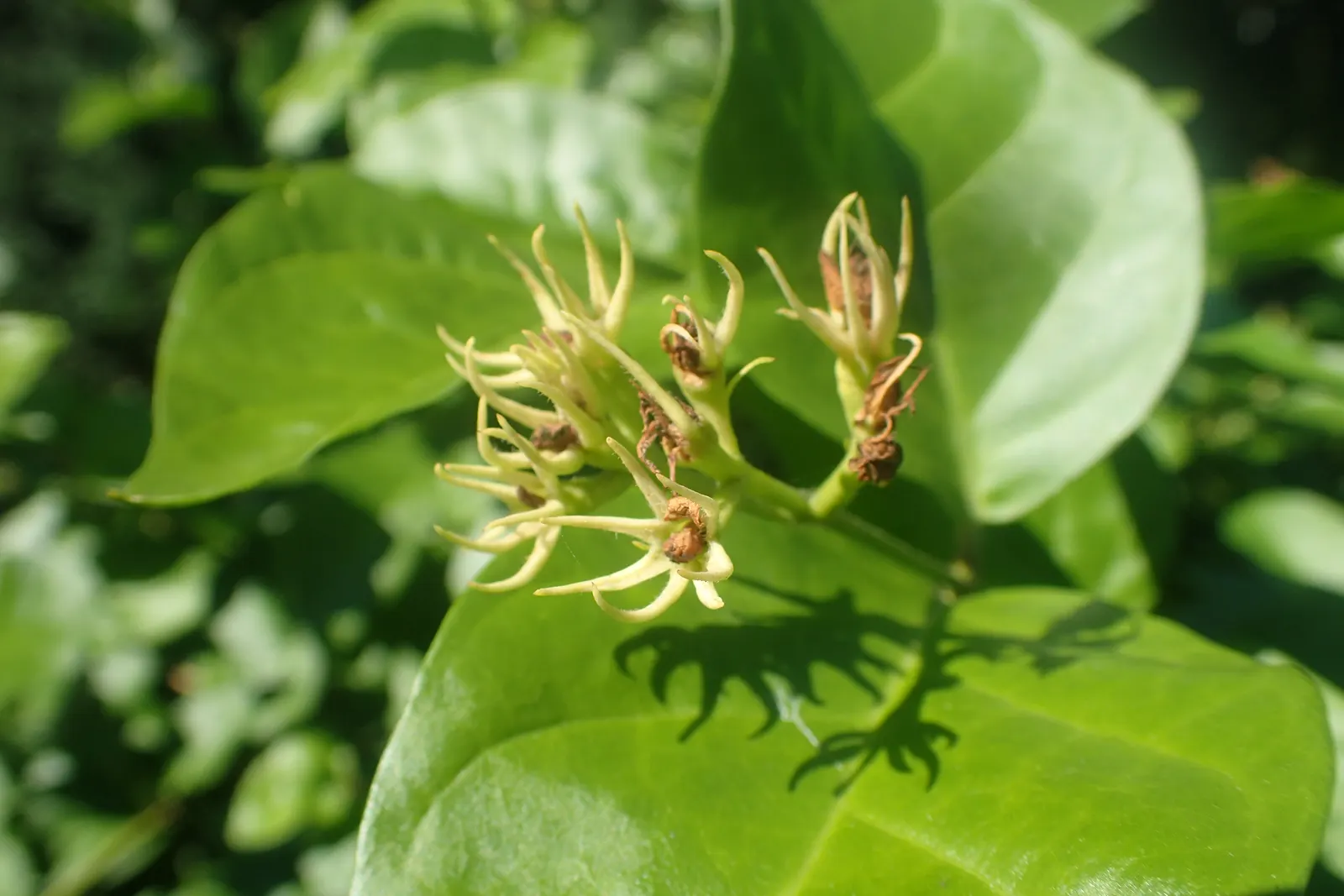 Poet's Jasmine (Jasminum Grandiflora) — These star-shaped blossoms burst forth from late spring through the fall; or as an alluring border that, image 89