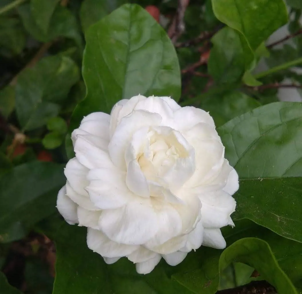Poet's Jasmine (Jasminum Grandiflora) — producing an intense perfume that intensifies at night; which bloom profusely in summer-fall, image 90