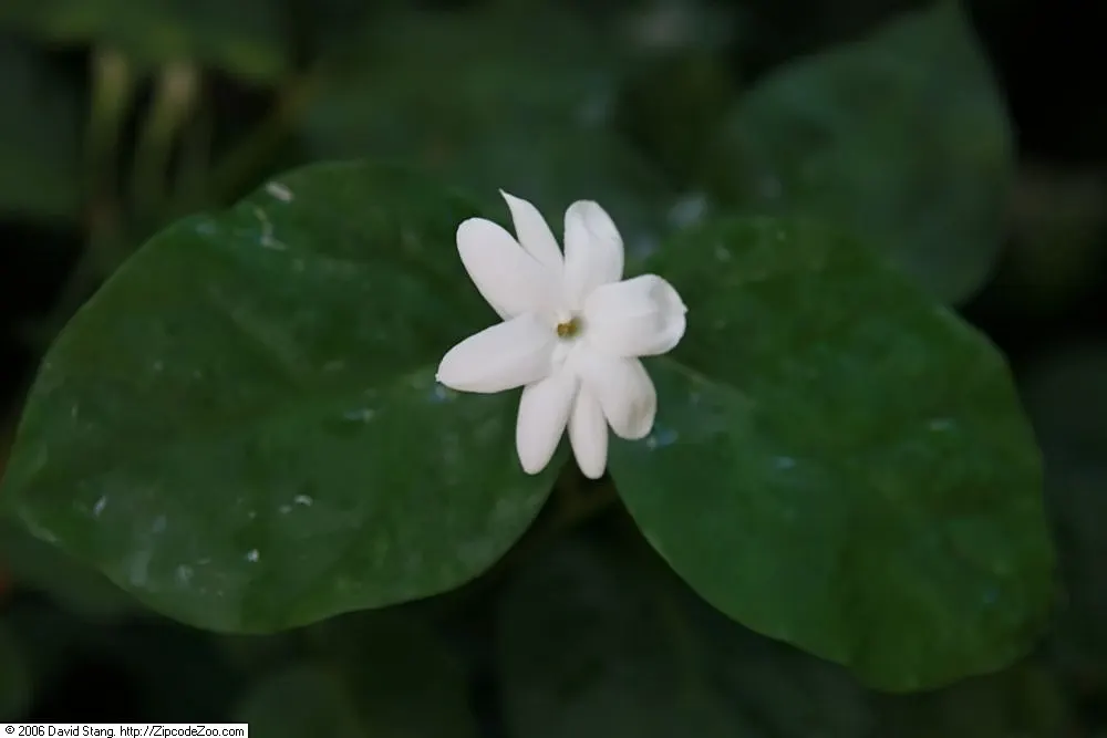 Poet's Jasmine (Jasminum Grandiflora) — This timeless climbing shrub is known for its prodigious and fragrant flowers