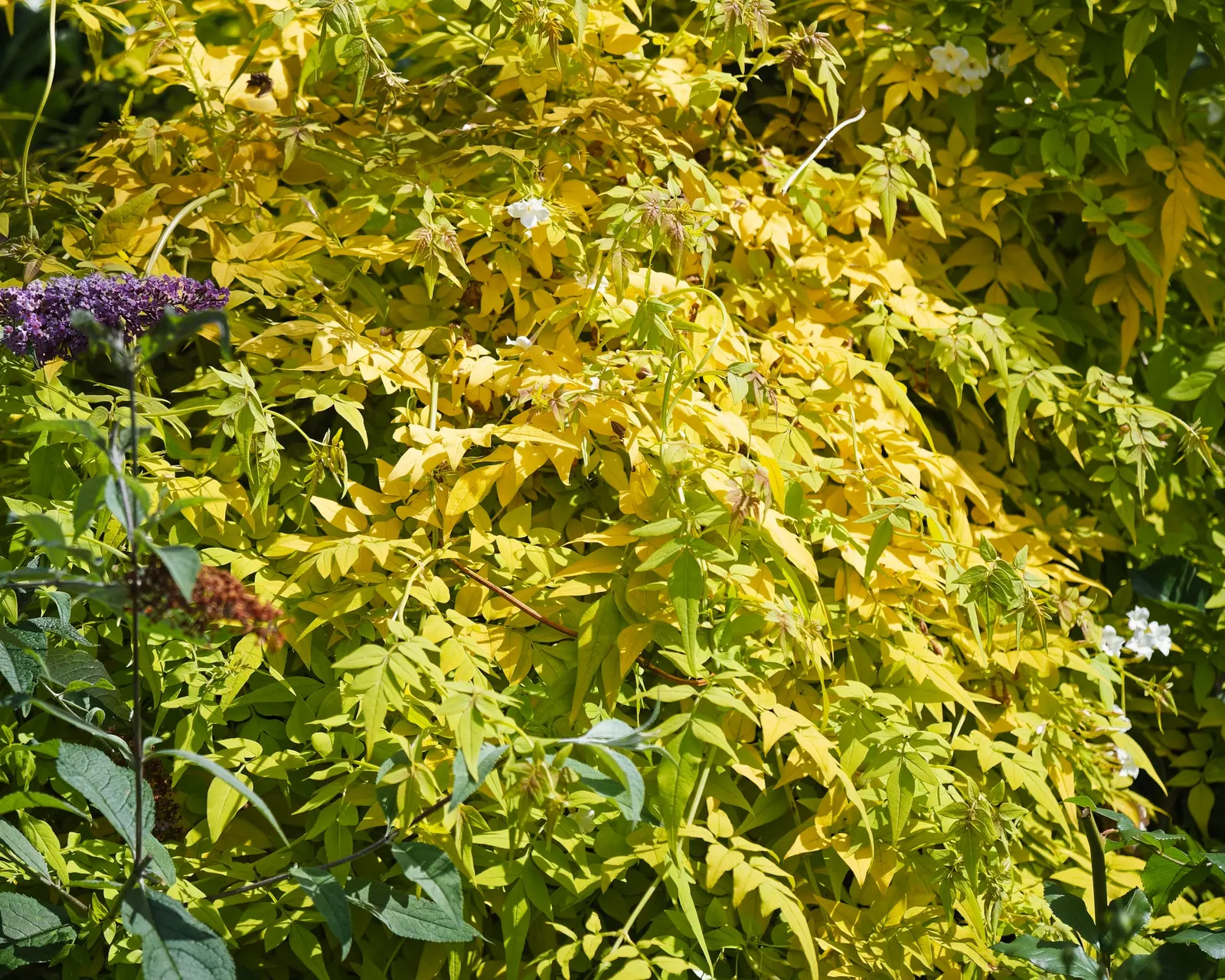 Poet's Jasmine (Jasminum Grandiflora) — this evergreen's foliage provides a lush backdrop