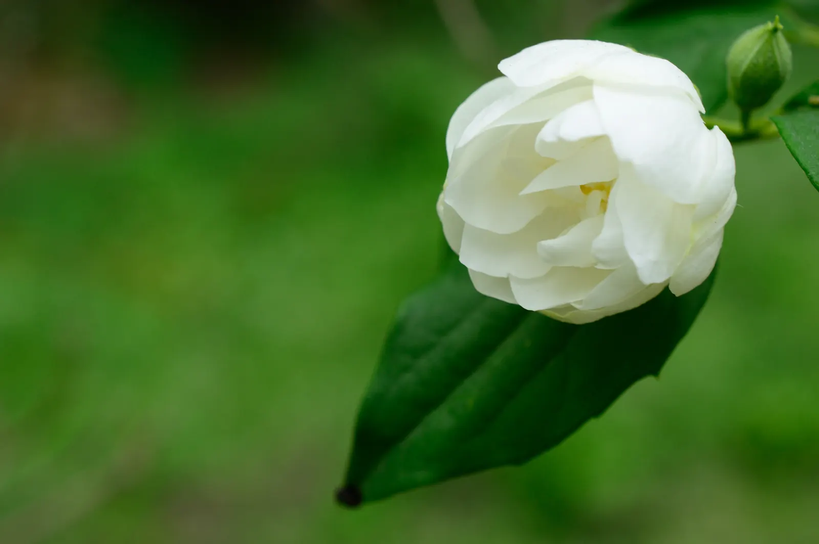 Poet's Jasmine (Jasminum Grandiflora) — scientifically named Jasminum grandiflora; these star-shaped blossoms burst forth from late spring through, image 81