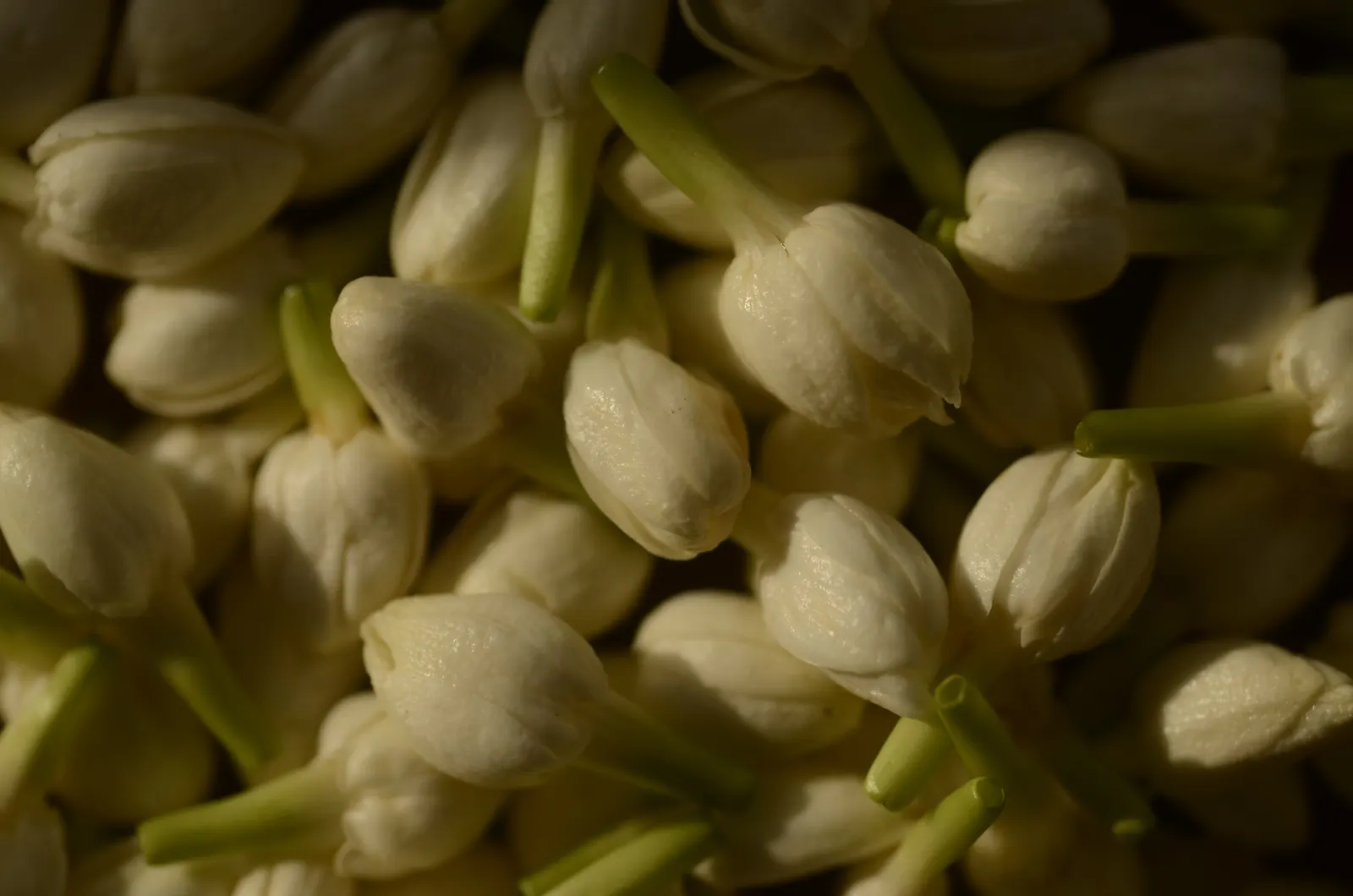 Poet's Jasmine (Jasminum Grandiflora) — to maintain its lush appearance