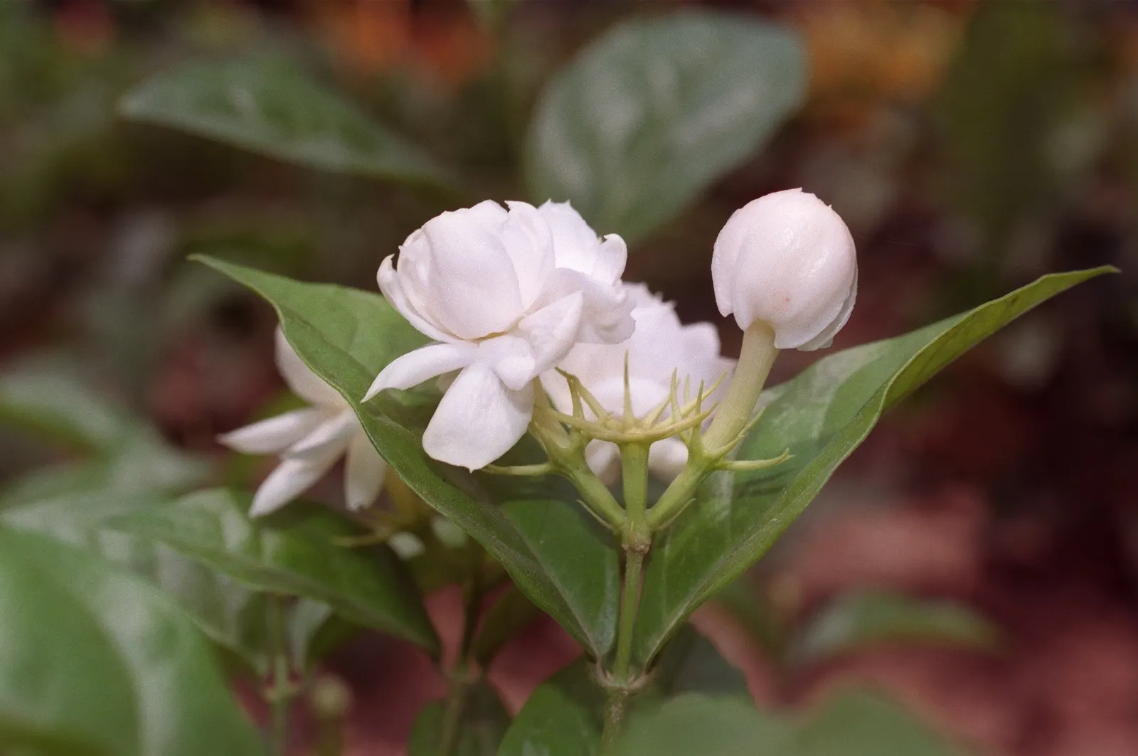 Poet's Jasmine (Jasminum Grandiflora) — which can be up to 1 inch in diameter, image 38