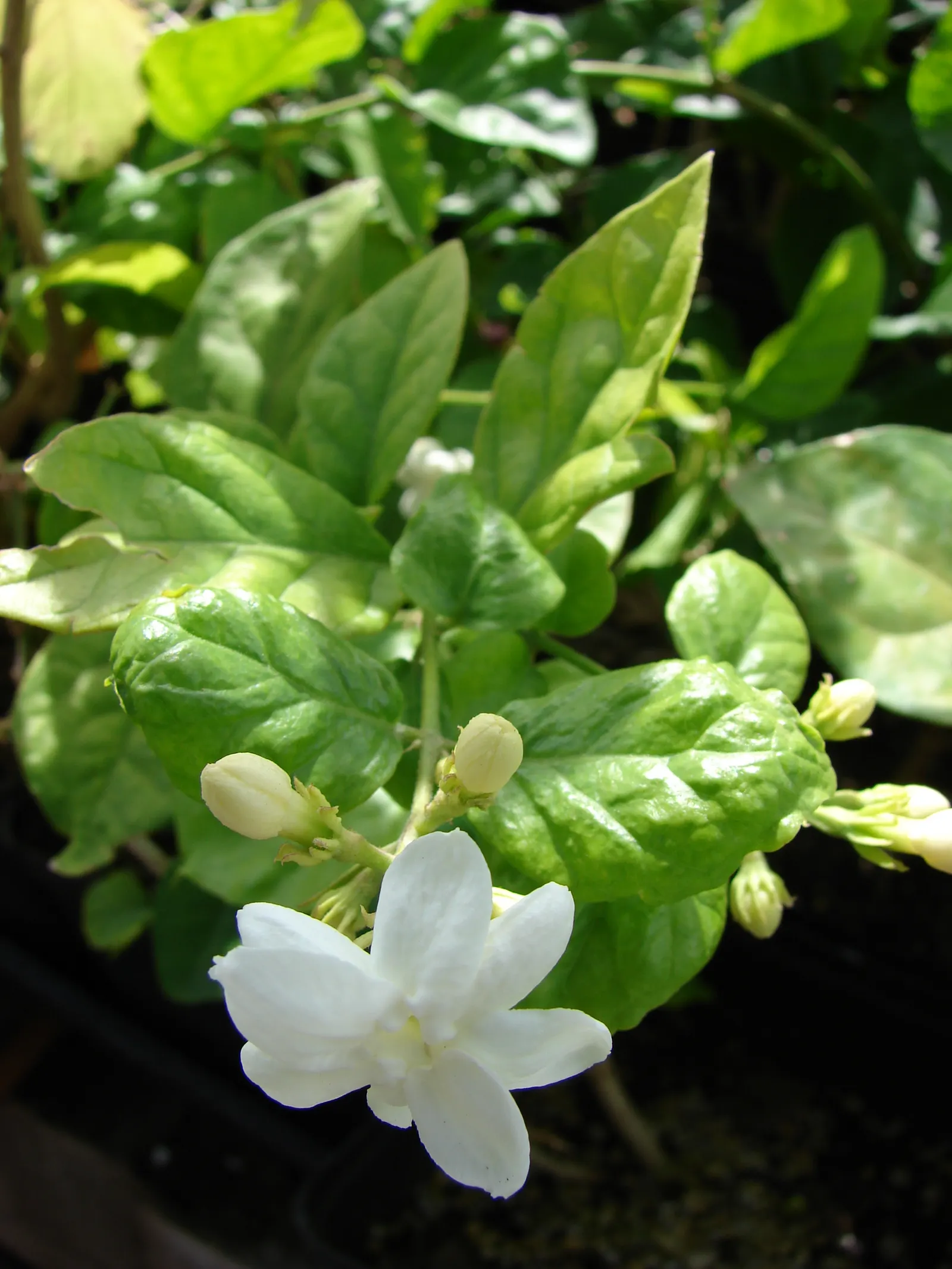 Poet's Jasmine (Jasminum Grandiflora) — providing a blend of aesthetic and sensory delight; this evergreen's foliage provides a lush backdrop